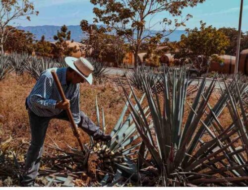 Festival del Mezcal  en Comala