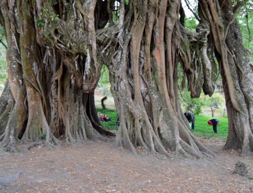 “El guardián”, el árbol centenario que resguarda al volcán de Colima
